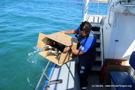 The APSS team does it again